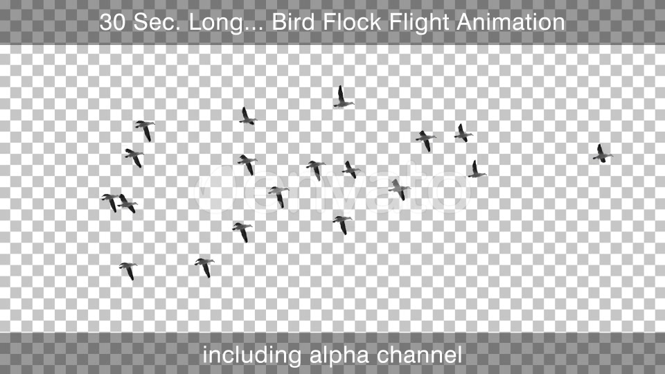 Flock Of Birds 4K Videohive 25076316 Motion Graphics Image 4