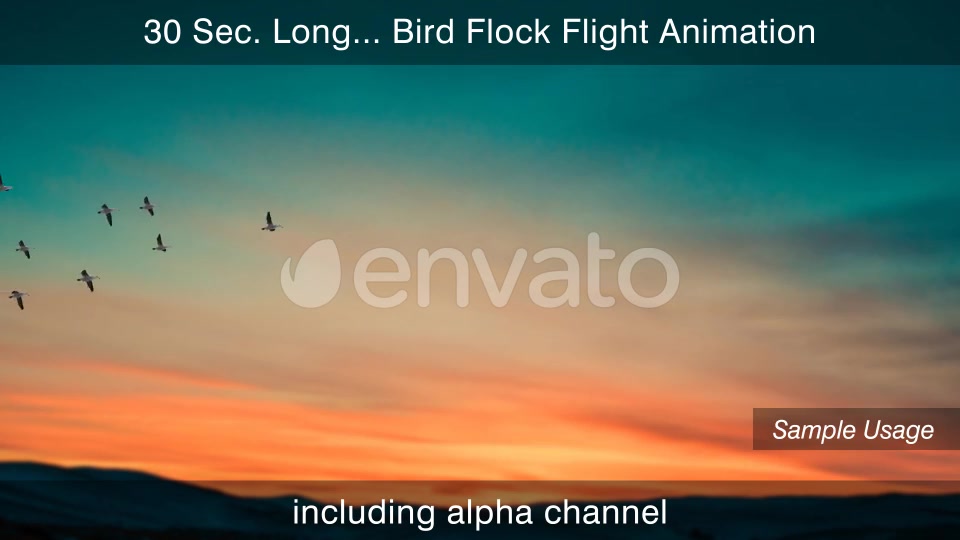 Flock Of Birds 4K Videohive 25076316 Motion Graphics Image 6