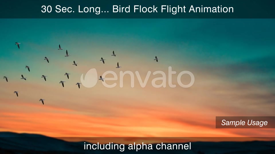 Flock Of Birds 4K Videohive 25076316 Motion Graphics Image 7