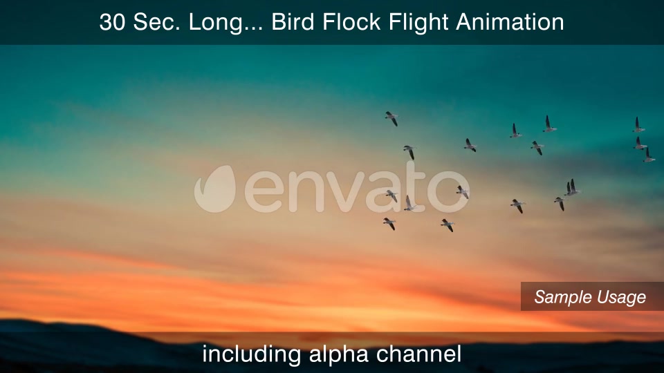 Flock Of Birds 4K Videohive 25076316 Motion Graphics Image 9