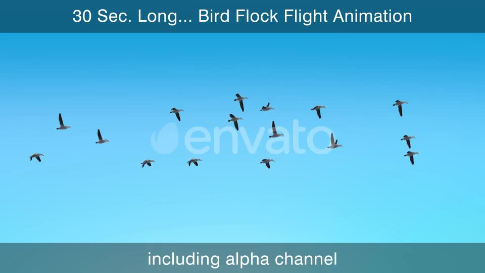 Flock Of Birds With Alpha Channel Videohive 25262747 Motion Graphics Image 1