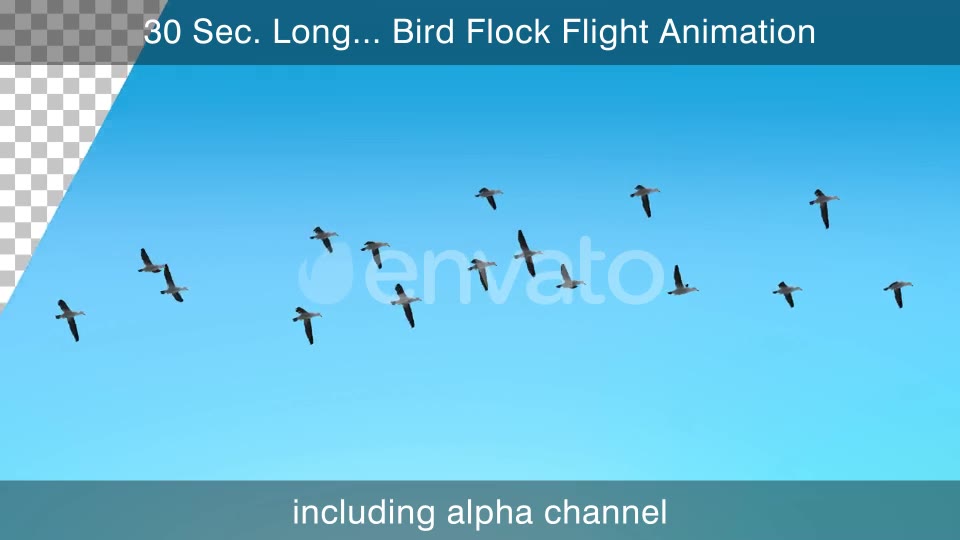 Flock Of Birds With Alpha Channel Videohive 25262747 Motion Graphics Image 2