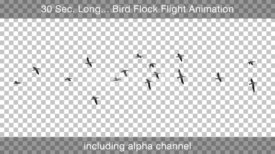 Flock Of Birds With Alpha Channel Videohive 25262747 Motion Graphics Image 4