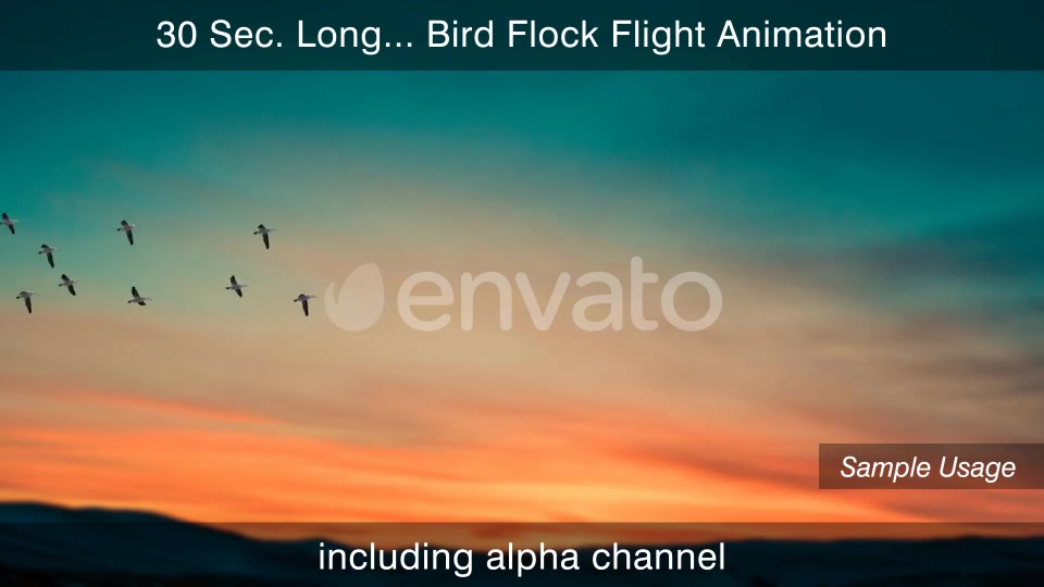 Flock Of Birds With Alpha Channel Videohive 25262747 Motion Graphics Image 6