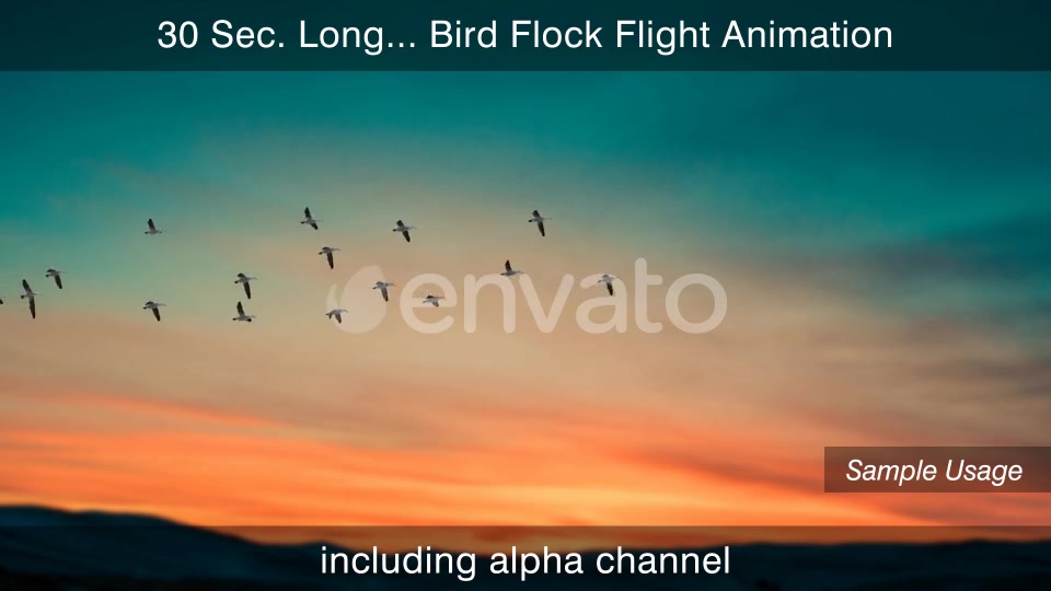 Flock Of Birds With Alpha Channel Videohive 25262747 Motion Graphics Image 7