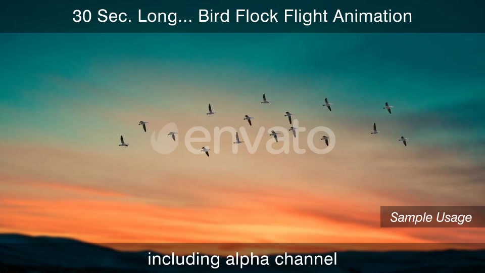 Flock Of Birds With Alpha Channel Videohive 25262747 Motion Graphics Image 8