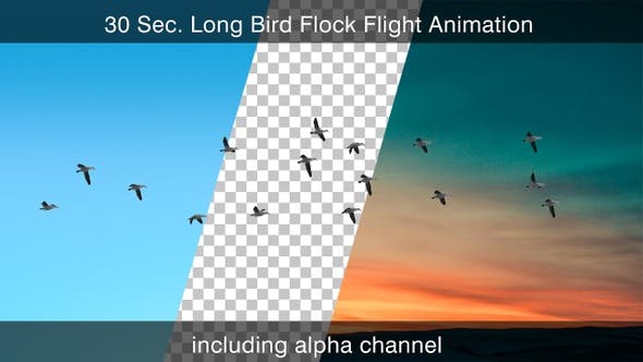 Flock Of Birds With Alpha Channel - 25262747 Download Videohive