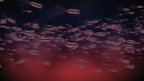 Flow Of Bacteria - 22858375 Videohive Download