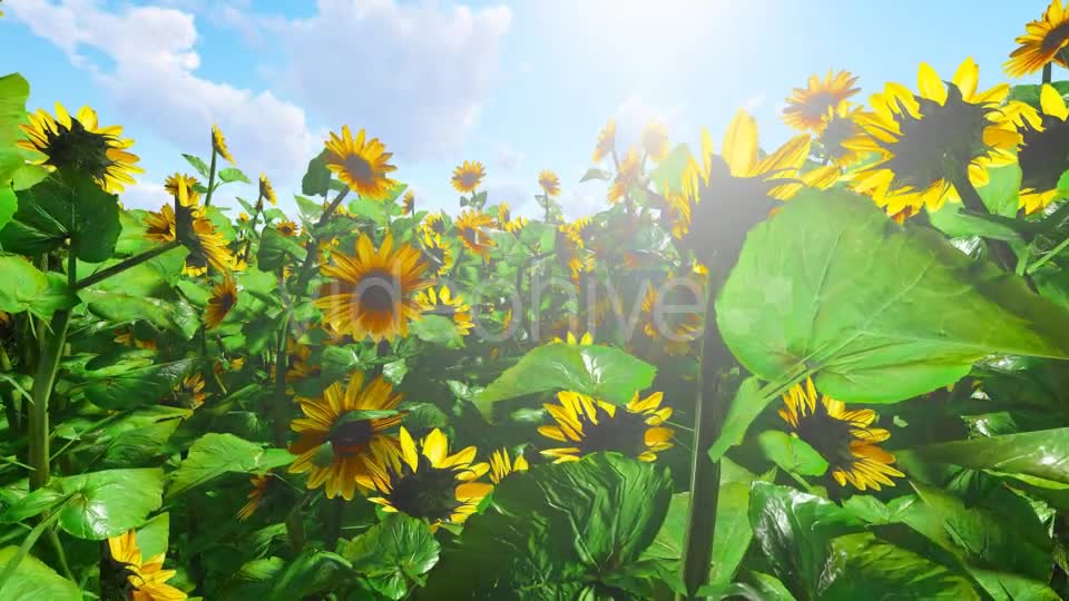 Flower Videohive 21142854 Motion Graphics Image 1