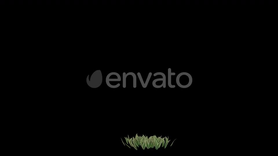 Flower Growing Videohive 23655246 Motion Graphics Image 1