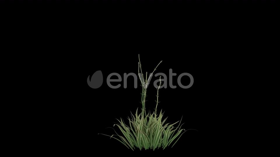 Flower Growing Videohive 23655246 Motion Graphics Image 2