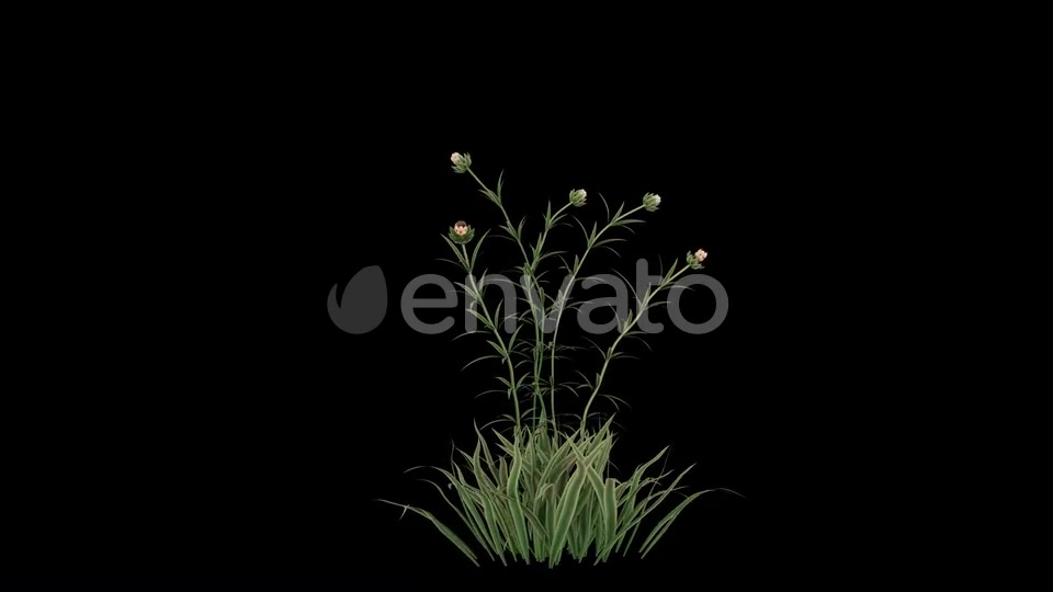 Flower Growing Videohive 23655246 Motion Graphics Image 3