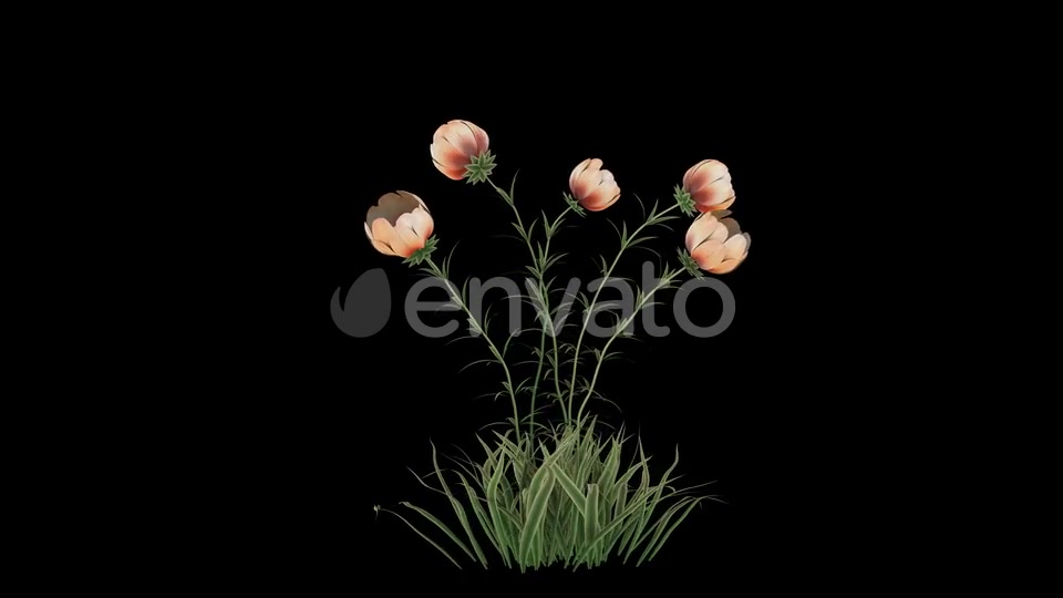 Flower Growing Videohive 23655246 Motion Graphics Image 4