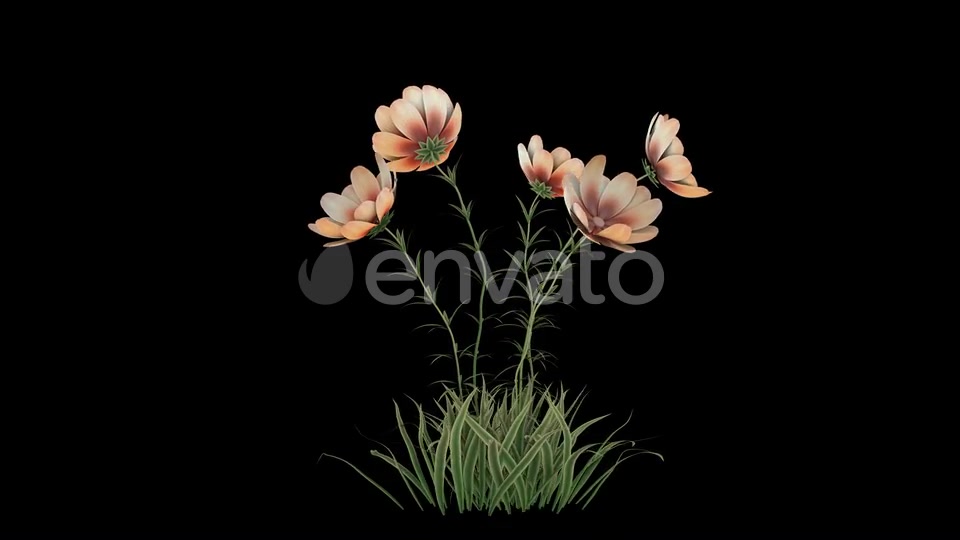Flower Growing Videohive 23655246 Motion Graphics Image 5