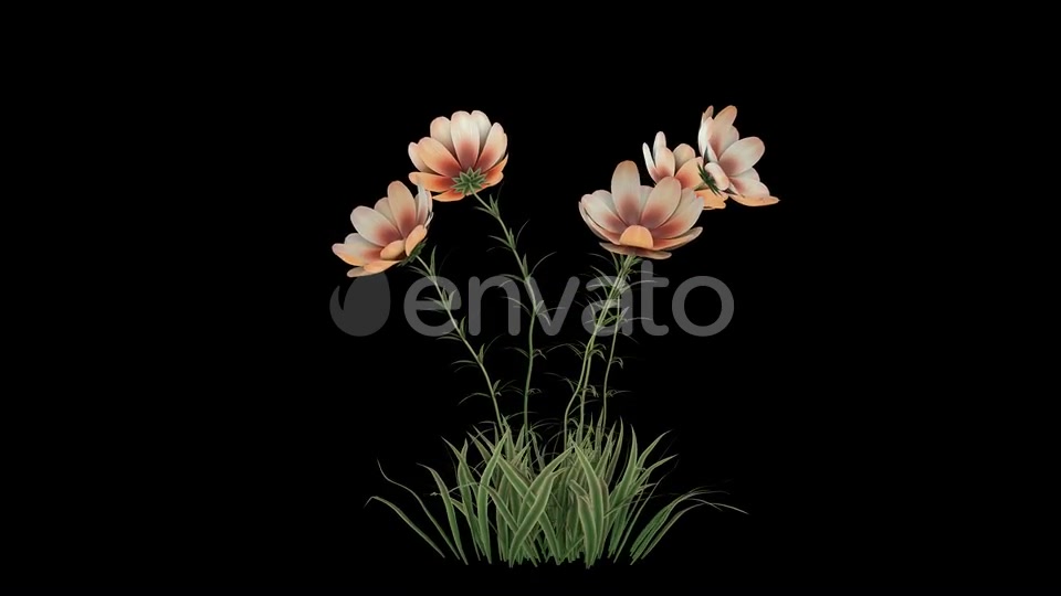 Flower Growing Videohive 23655246 Motion Graphics Image 6