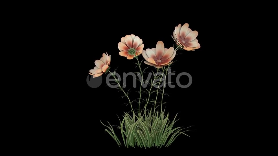Flower Growing Videohive 23655246 Motion Graphics Image 7