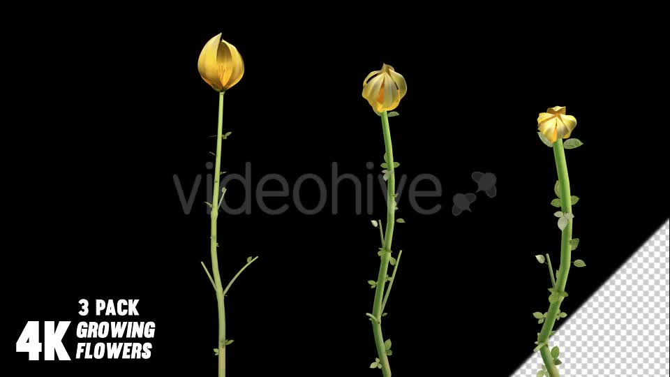 Flower Growing Videohive 13978742 Motion Graphics Image 1