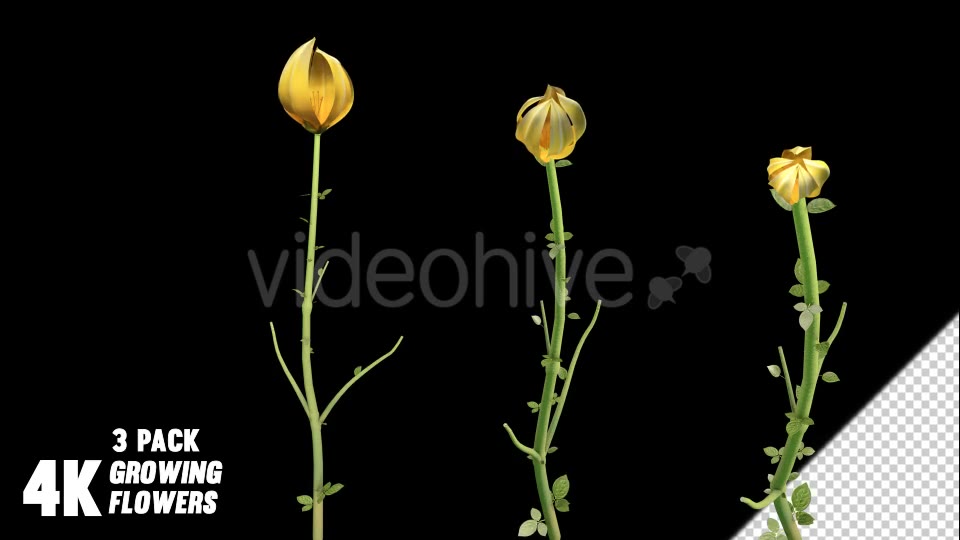 Flower Growing Videohive 13978742 Motion Graphics Image 3