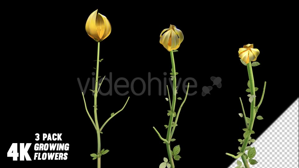 Flower Growing Videohive 13978742 Motion Graphics Image 4