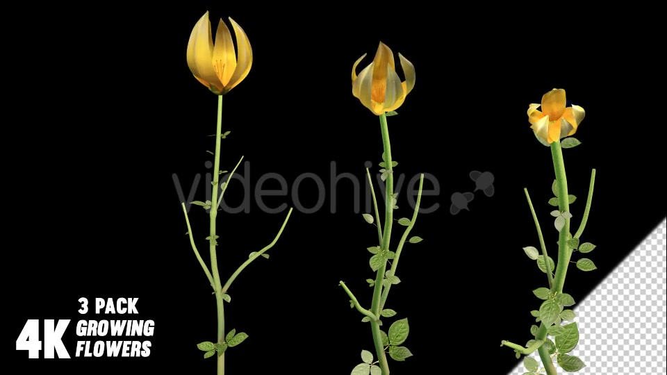Flower Growing Videohive 13978742 Motion Graphics Image 5