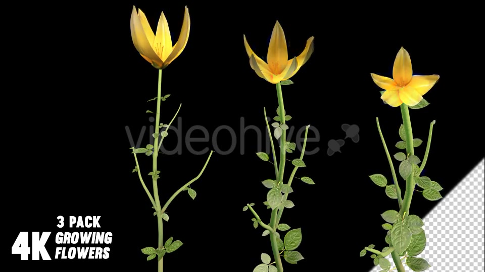 Flower Growing Videohive 13978742 Motion Graphics Image 6