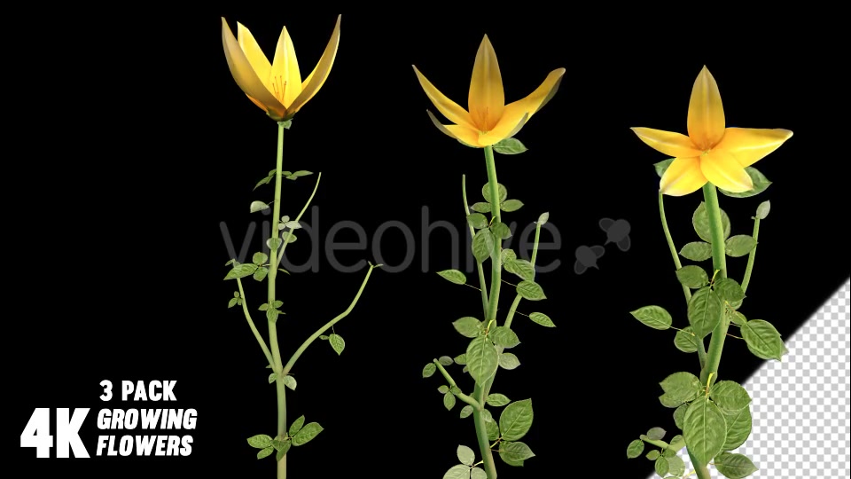 Flower Growing Videohive 13978742 Motion Graphics Image 7