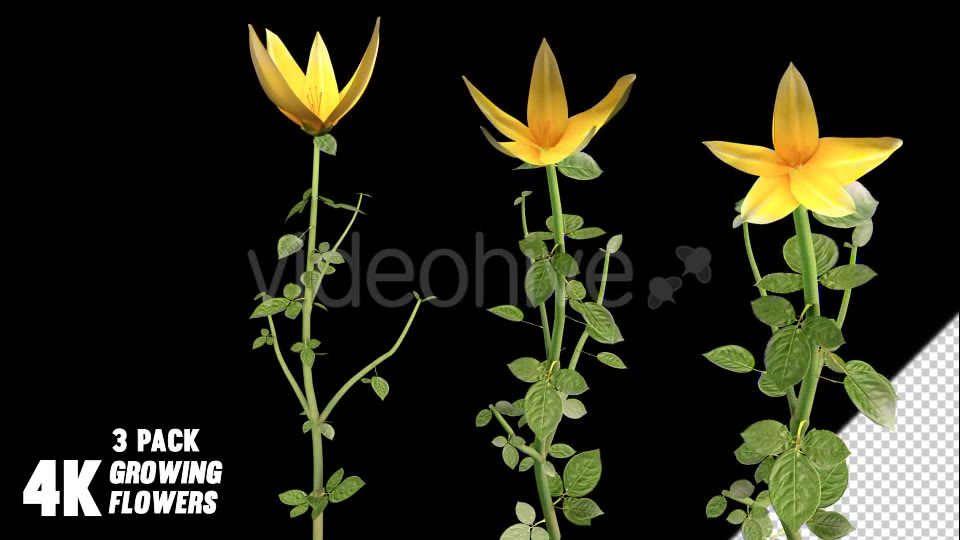 Flower Growing Videohive 13978742 Motion Graphics Image 8