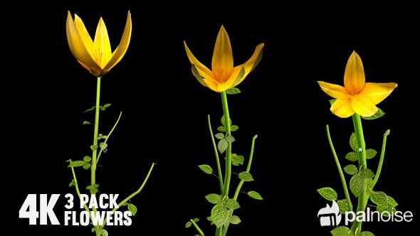 Flower Growing - Videohive 13978742 Download