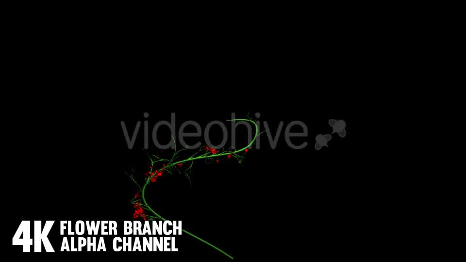 Flower Rose Branch (6 Pack) Videohive 12649947 Motion Graphics Image 1