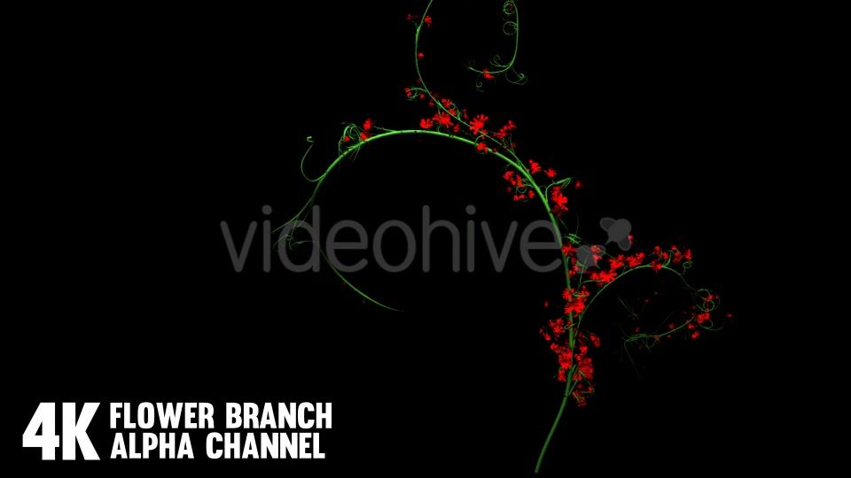 Flower Rose Branch (6 Pack) Videohive 12649947 Motion Graphics Image 10