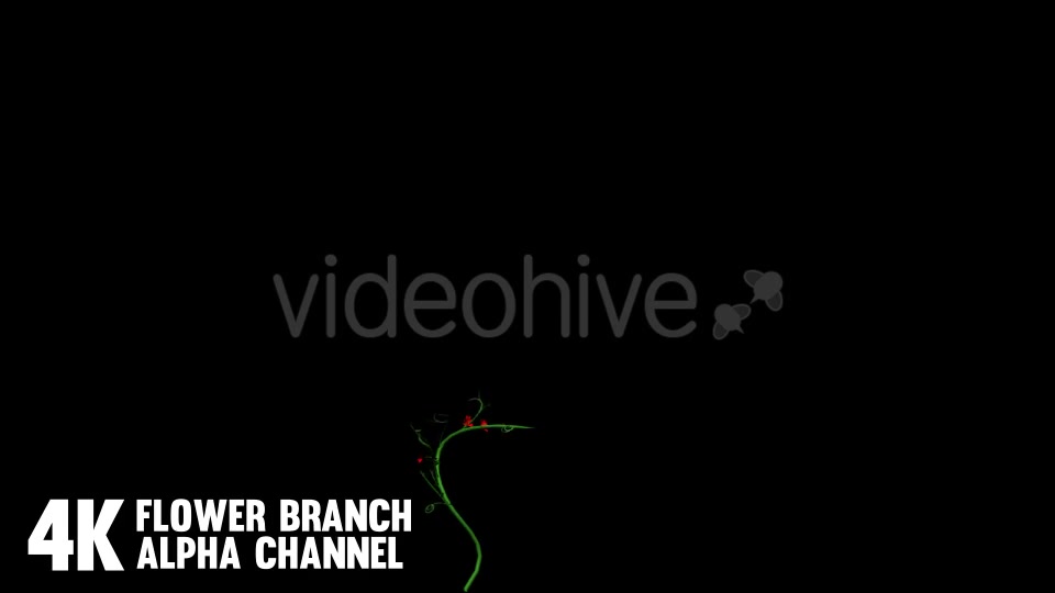 Flower Rose Branch (6 Pack) Videohive 12649947 Motion Graphics Image 11