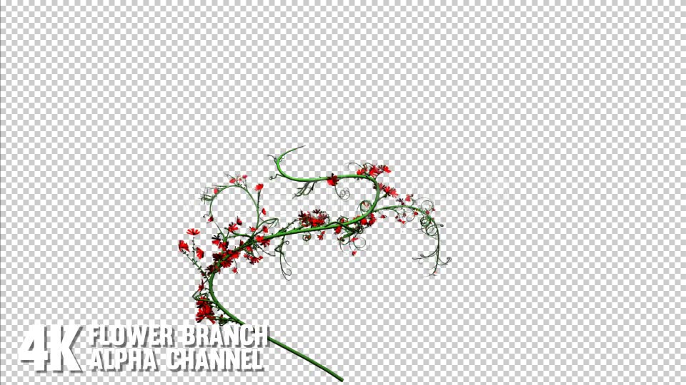 Flower Rose Branch (6 Pack) Videohive 12649947 Motion Graphics Image 2