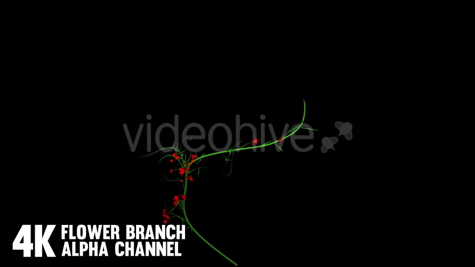 Flower Rose Branch (6 Pack) Videohive 12649947 Motion Graphics Image 3