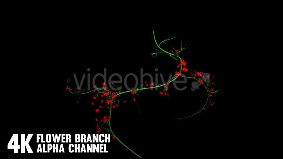 Flower Rose Branch (6 Pack) Videohive 12649947 Motion Graphics Image 4