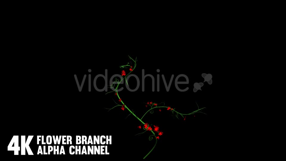 Flower Rose Branch (6 Pack) Videohive 12649947 Motion Graphics Image 5