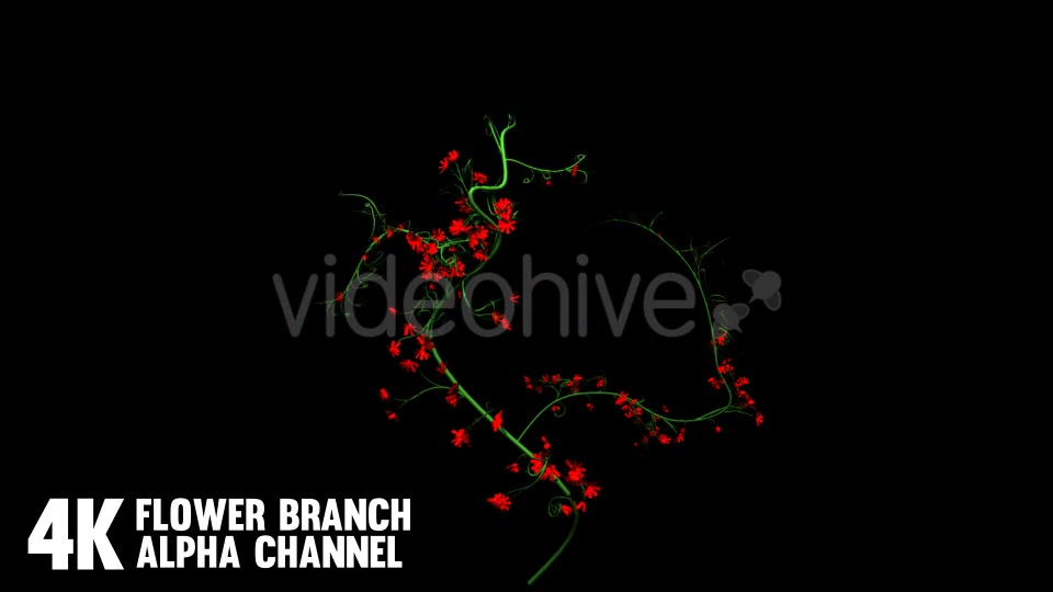 Flower Rose Branch (6 Pack) Videohive 12649947 Motion Graphics Image 6