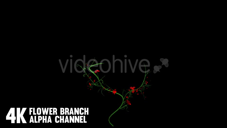 Flower Rose Branch (6 Pack) Videohive 12649947 Motion Graphics Image 7
