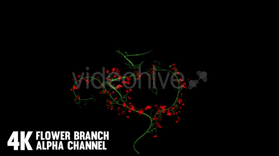 Flower Rose Branch (6 Pack) Videohive 12649947 Motion Graphics Image 8