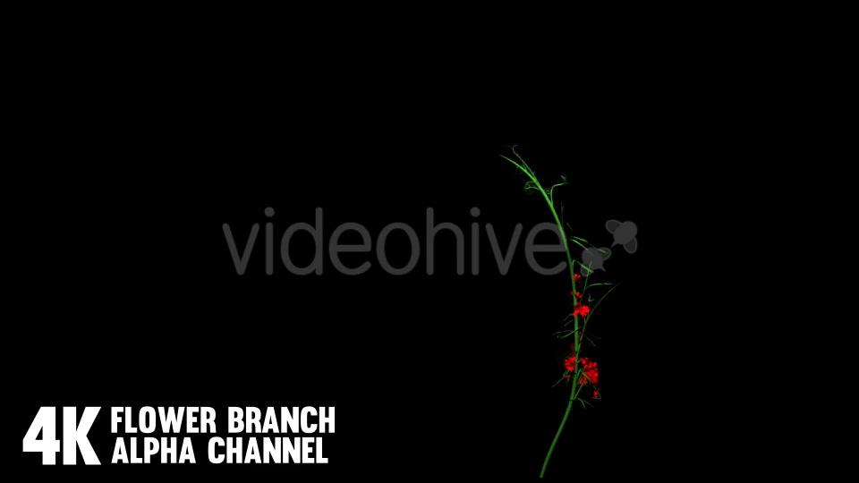 Flower Rose Branch (6 Pack) Videohive 12649947 Motion Graphics Image 9