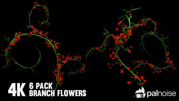 Flower Rose Branch (6 Pack) - 12649947 Download Videohive