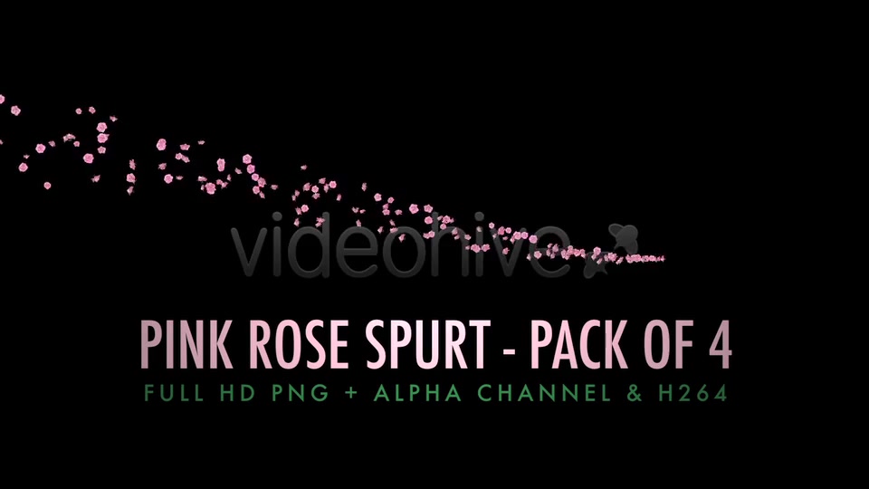 Flower Spurt Pink Rose Pack of 4 Videohive 5428895 Motion Graphics Image 10