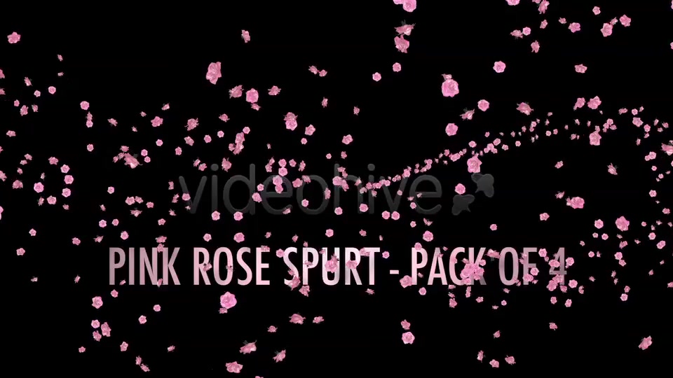 Flower Spurt Pink Rose Pack of 4 Videohive 5428895 Motion Graphics Image 11