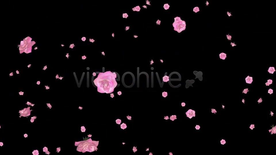 Flower Spurt Pink Rose Pack of 4 Videohive 5428895 Motion Graphics Image 12