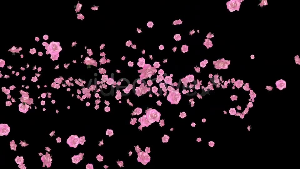 Flower Spurt Pink Rose Pack of 4 Videohive 5428895 Motion Graphics Image 2