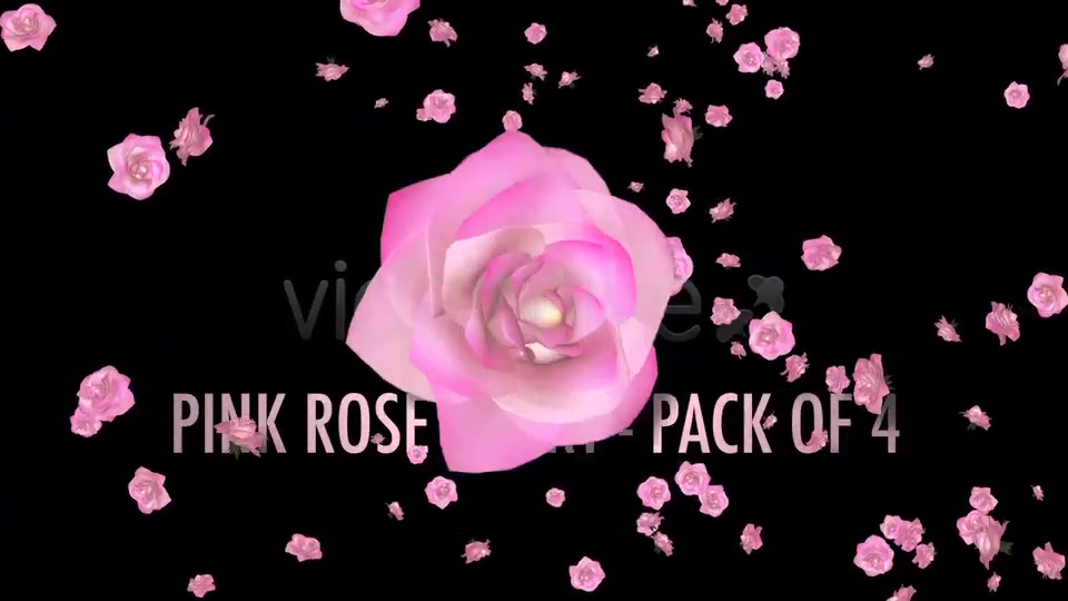 Flower Spurt Pink Rose Pack of 4 Videohive 5428895 Motion Graphics Image 3