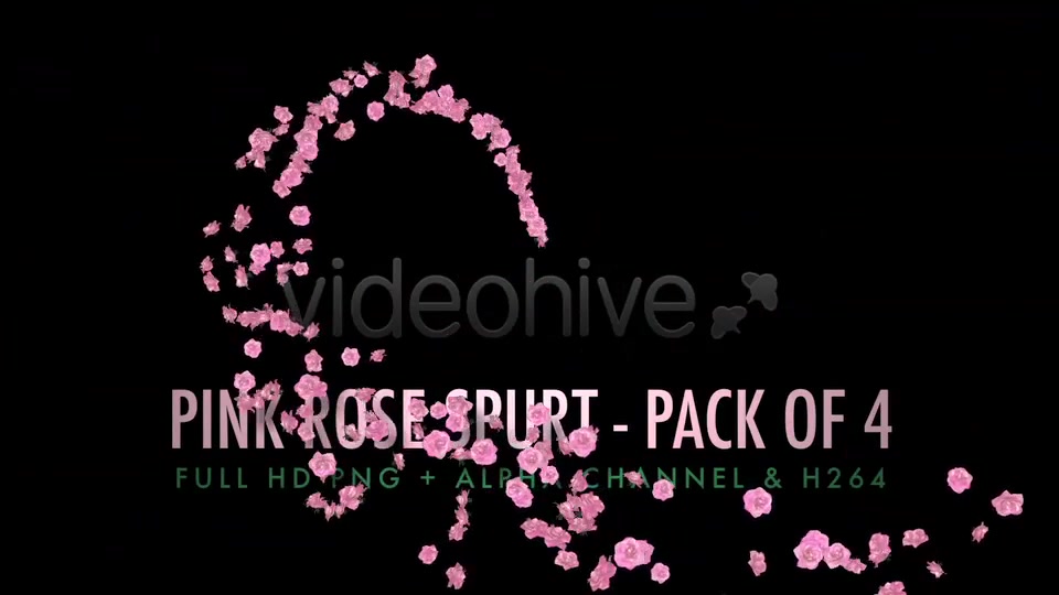 Flower Spurt Pink Rose Pack of 4 Videohive 5428895 Motion Graphics Image 4