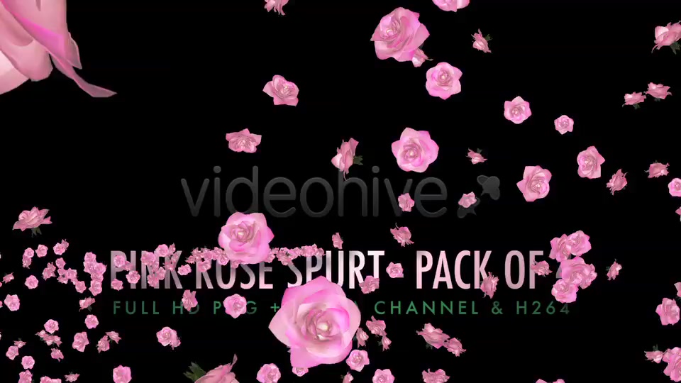 Flower Spurt Pink Rose Pack of 4 Videohive 5428895 Motion Graphics Image 5