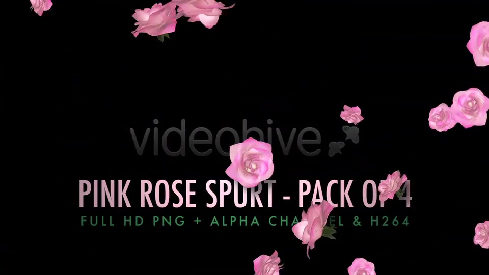 Flower Spurt Pink Rose Pack of 4 Videohive 5428895 Motion Graphics Image 6