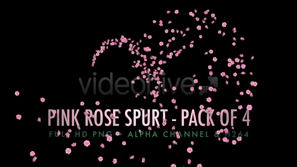 Flower Spurt Pink Rose Pack of 4 Videohive 5428895 Motion Graphics Image 7
