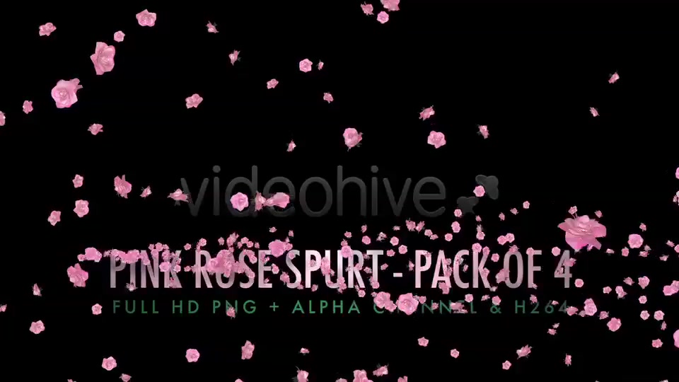 Flower Spurt Pink Rose Pack of 4 Videohive 5428895 Motion Graphics Image 8